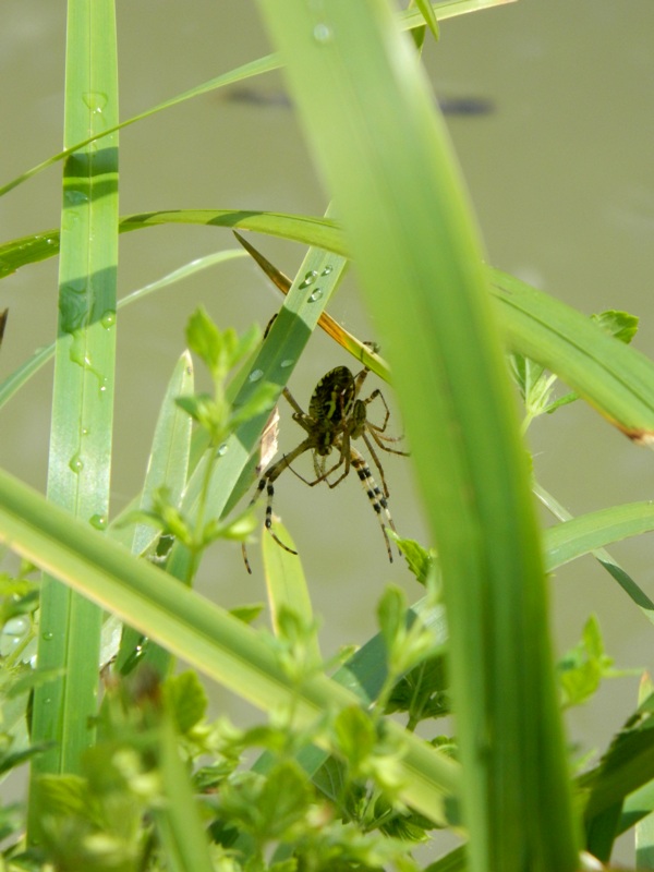 Argiope bruennichi in corteggiamento?